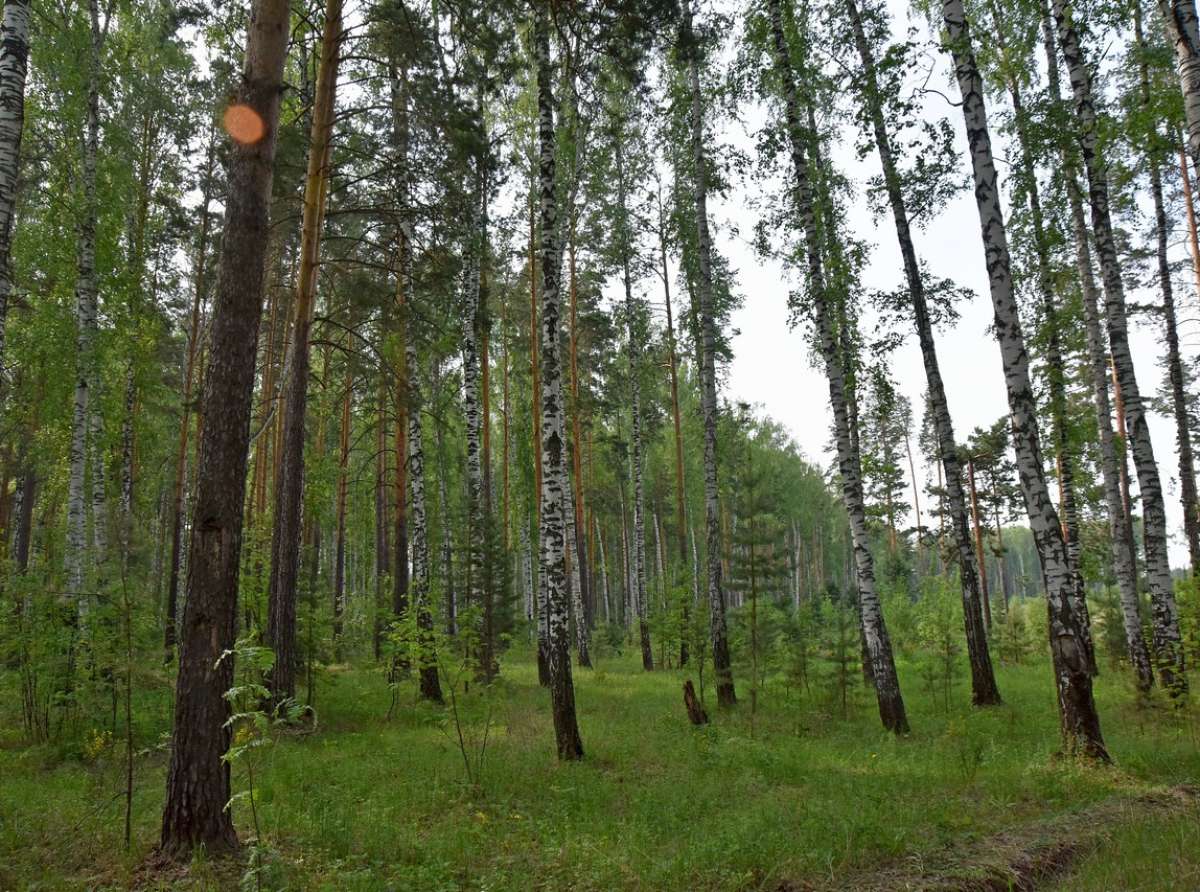 Фото ДИП Свердловской области. Особый противопожарный режим в лесах области продолжает действовать.